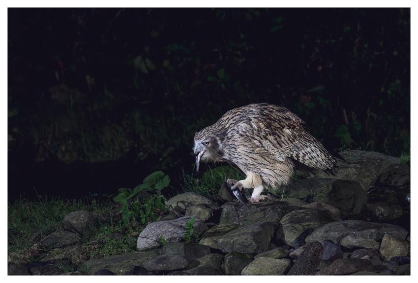 Blakiston's Fish Owl Owl Giant Fish-Owl Bird