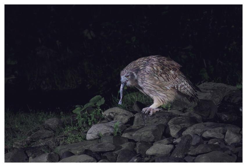 Blakiston's Fish Owl Owl Giant Fish-Owl Bird