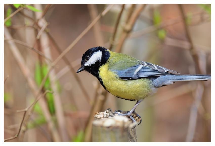 Great Tit Branch Feed Spring