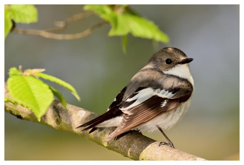Pied Flycatcher Songbird Sunrise Spring