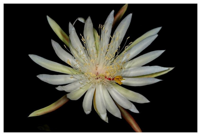 Queen Of Night Flower Plant Dutchman's Pipe Cactus