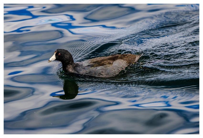 Mallard Lake Duck Waterbird