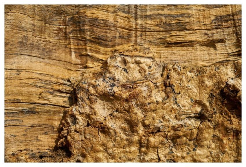 Wood Tree Nature Texture