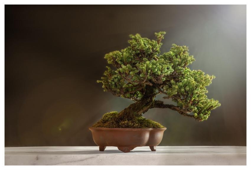 Bonsai Plant Nature Pot