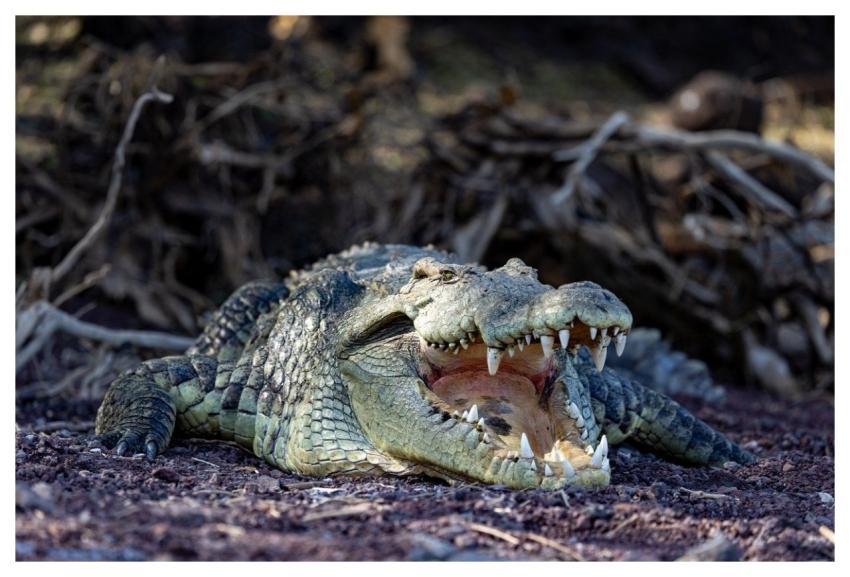 Crocodile Nature Wildlife Ethiopia