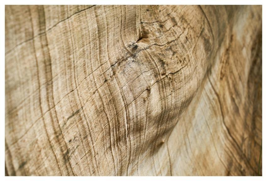 Abstract Brown Tree Nature