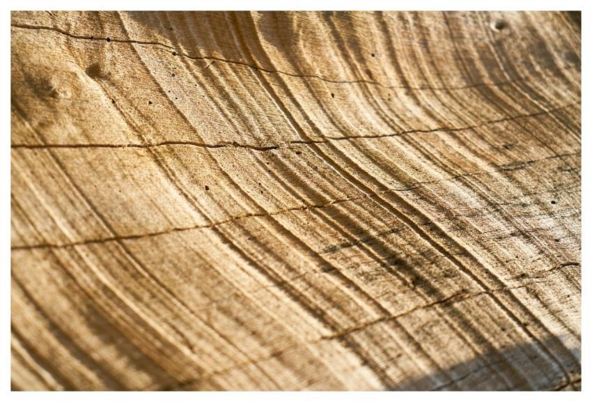 Abstract Brown Tree Timber