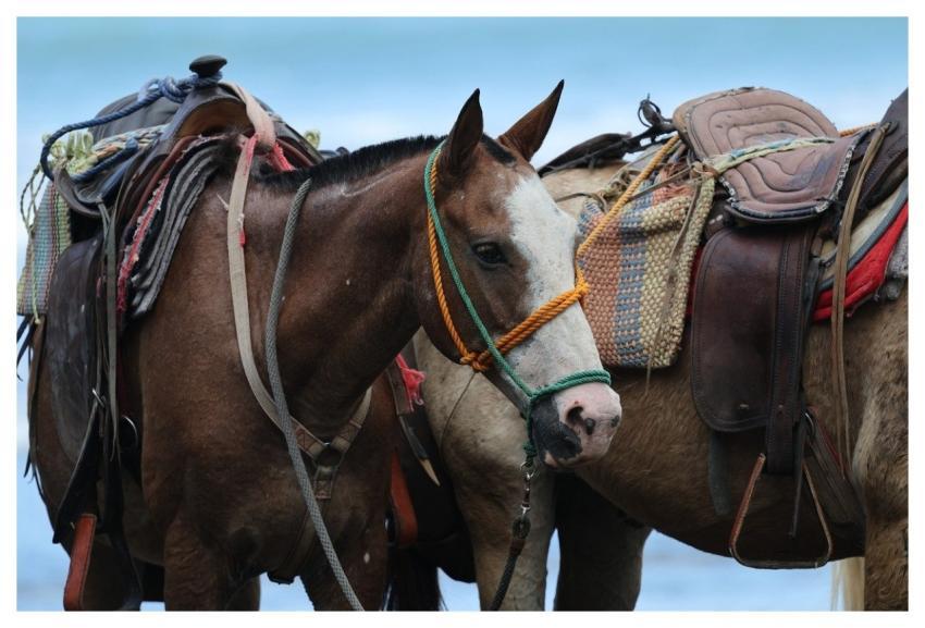 Horses Nature Animal Mammal