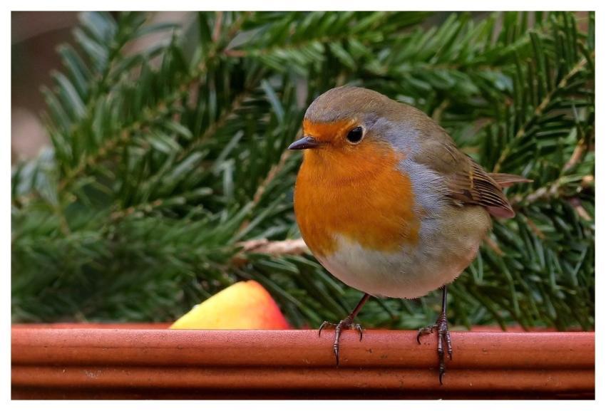 Robin Bird Songbird Garden