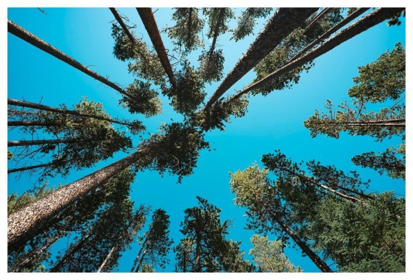 Towering Pines Trees Forest Abstract Nature