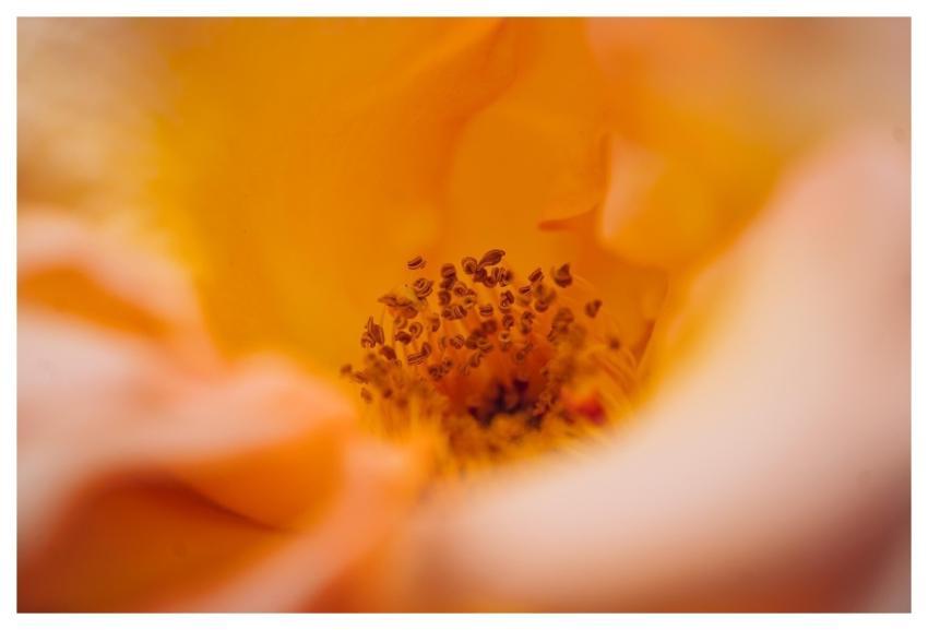 Flower Blossom Pistils Flower Background