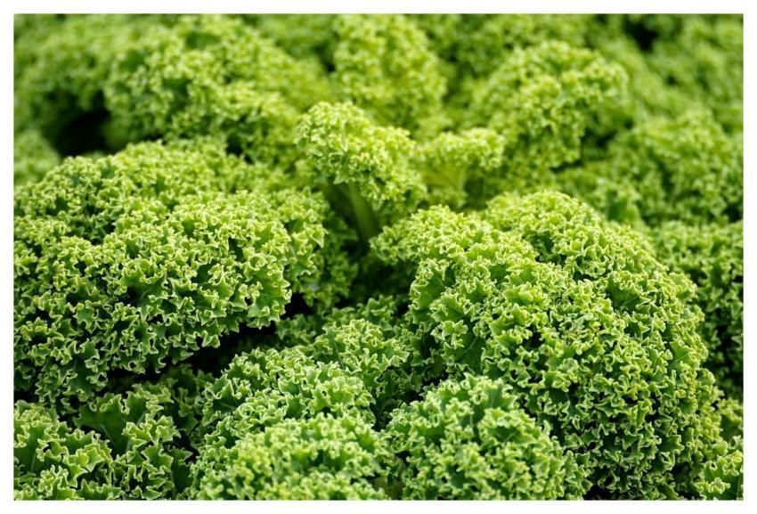 Green Cabbage Kale Agriculture Vegetable