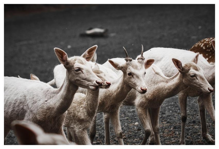 Animal Deer Mammal Wildlife