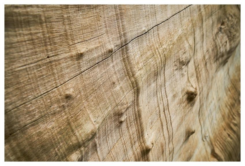 Abstract Texture Nature Tree