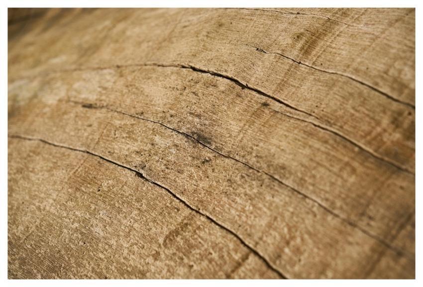 Abstract Texture Tree Macro