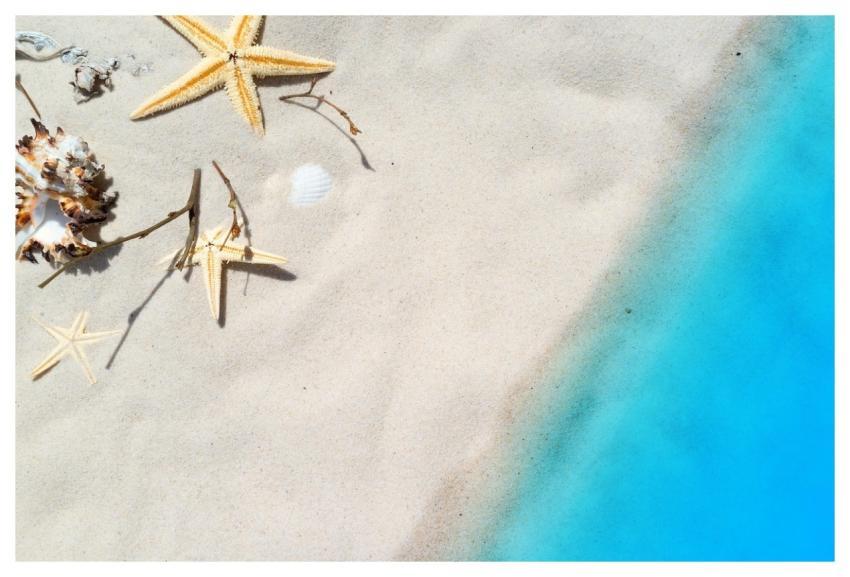 Beach Sea Starfish Mussels