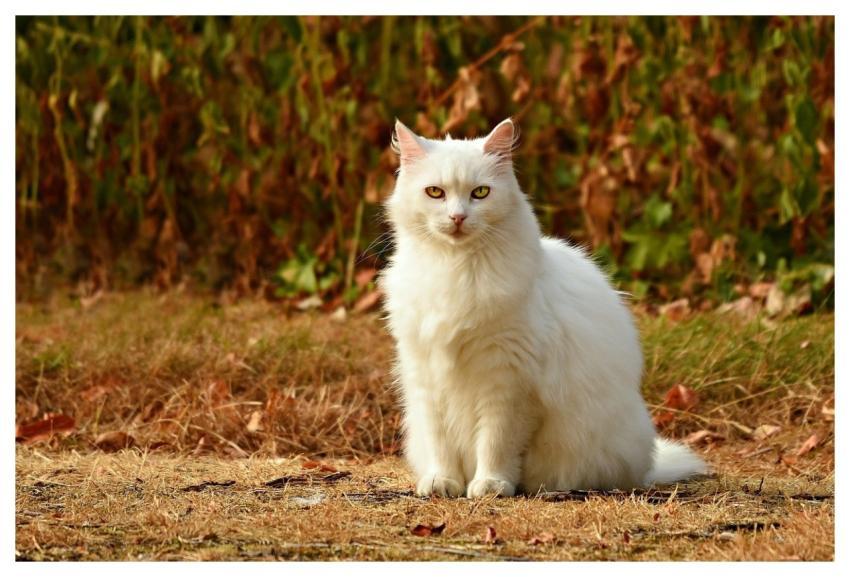 Cat Pet Feline Animal