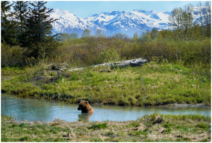 Grizzly bear wading in a stream, surrounded by Ala