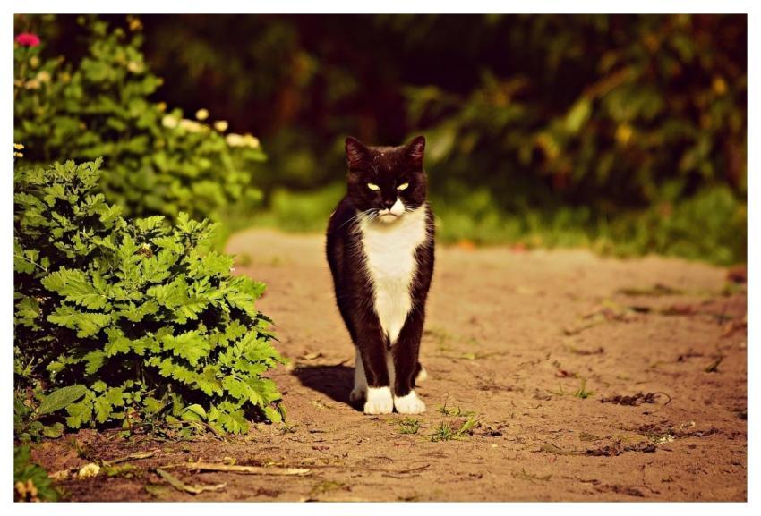 Cat Nature Pet Feline