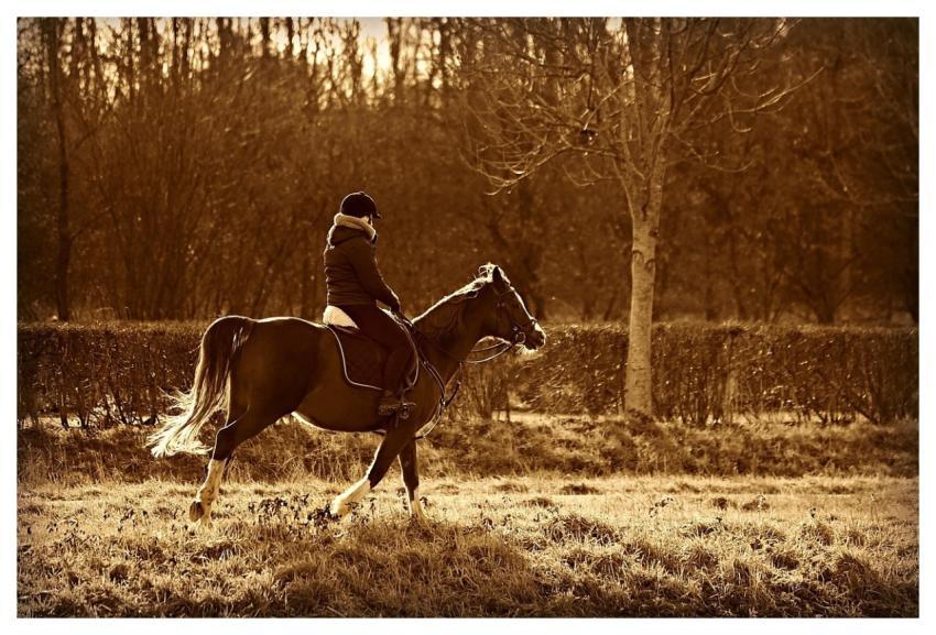 Horse Rider Riding Nature