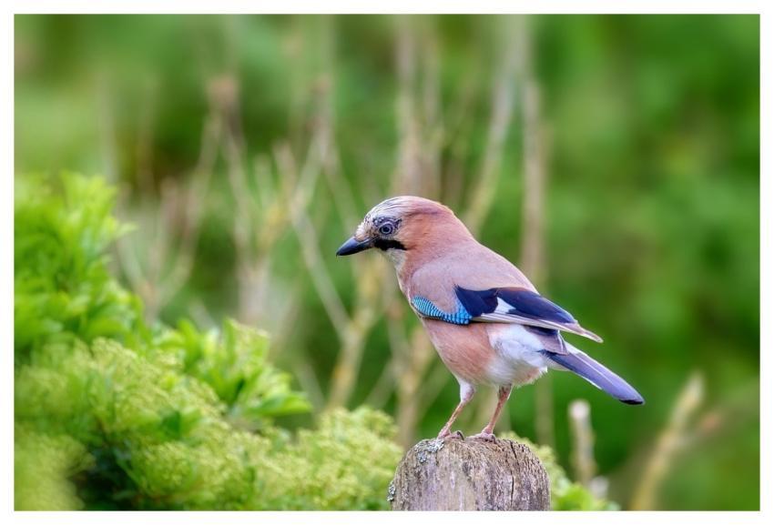 Bird Jay Wildlife Songbird