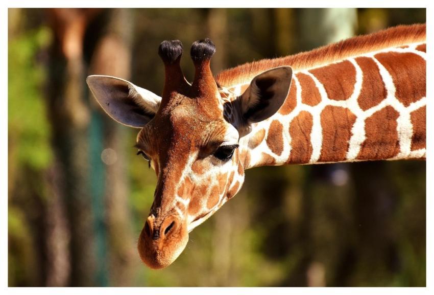 Giraffe Head Ossicones Artiodactyl