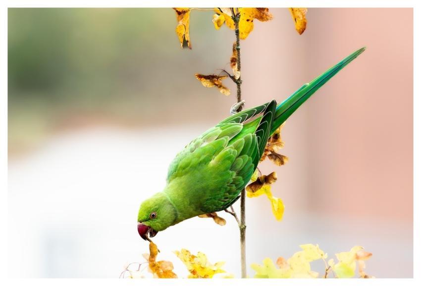 Bird Green Parrot Wings Green Bird