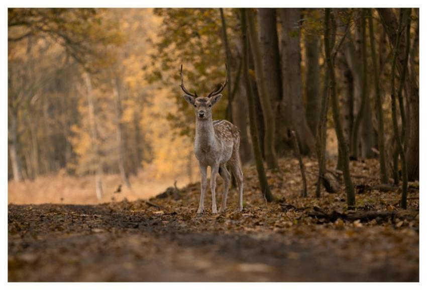 Fallow Deer Animal Forest Deer
