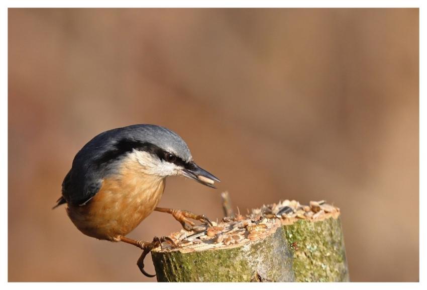 Nuthatch Bird Nature Wildlife