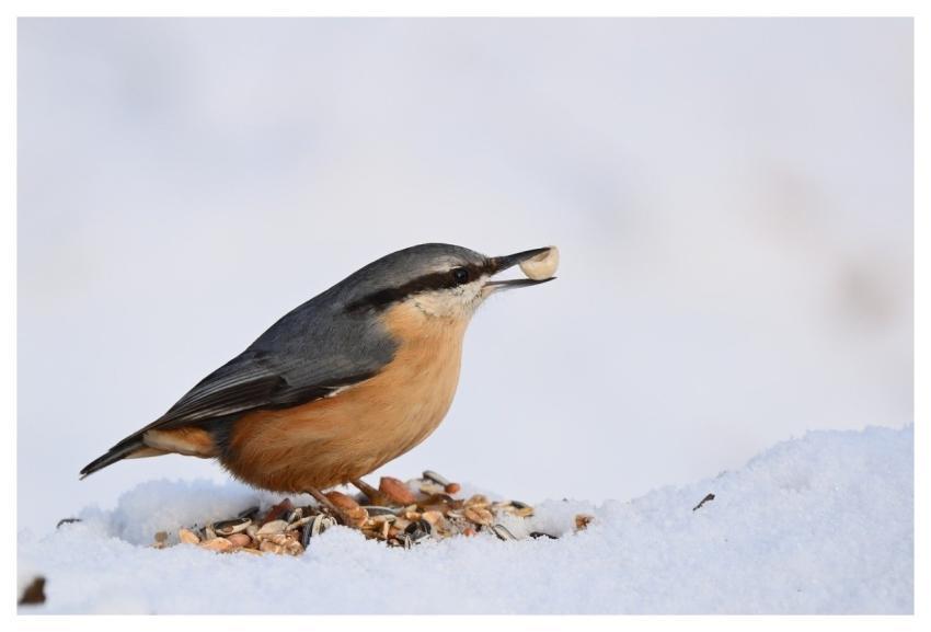 Nuthatch Feed Winter Bird