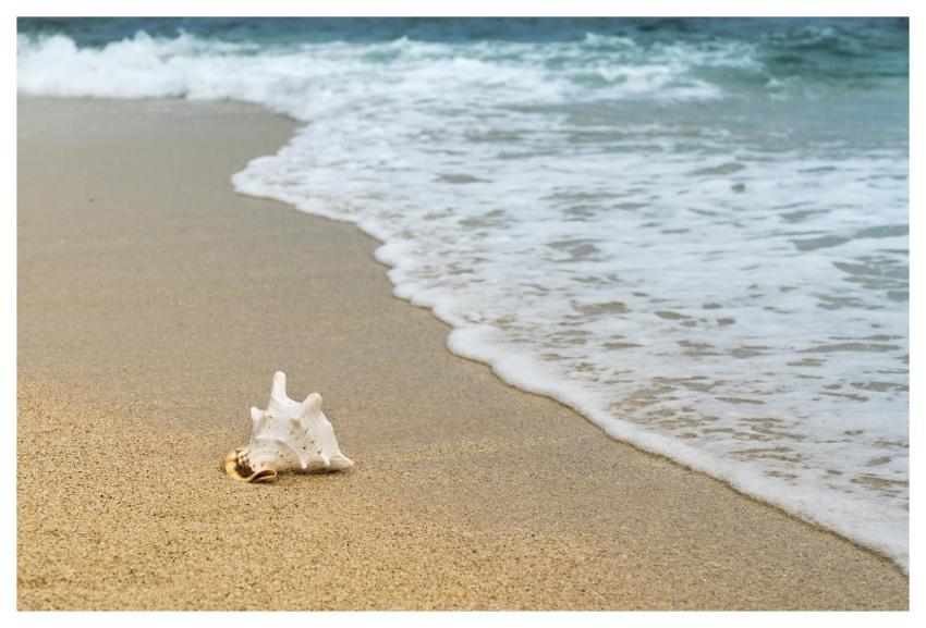 Shellfish Mussel Sand Wave