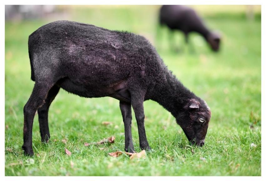 Lamb Black Sheep Graze Grass