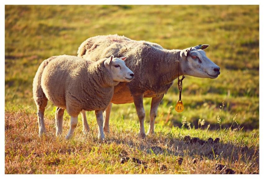 Sheeps Animals Mammals Farm Animals