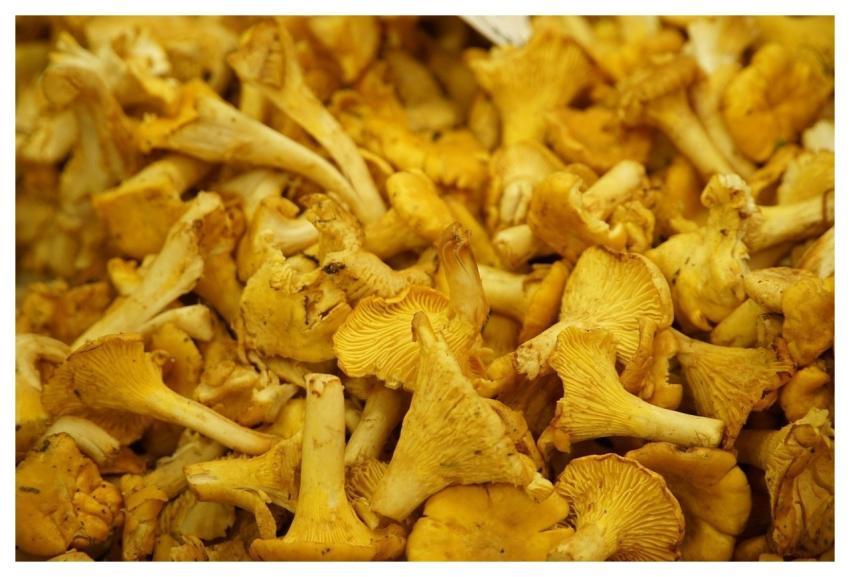 Mushrooms Chanterelles Fungi Food