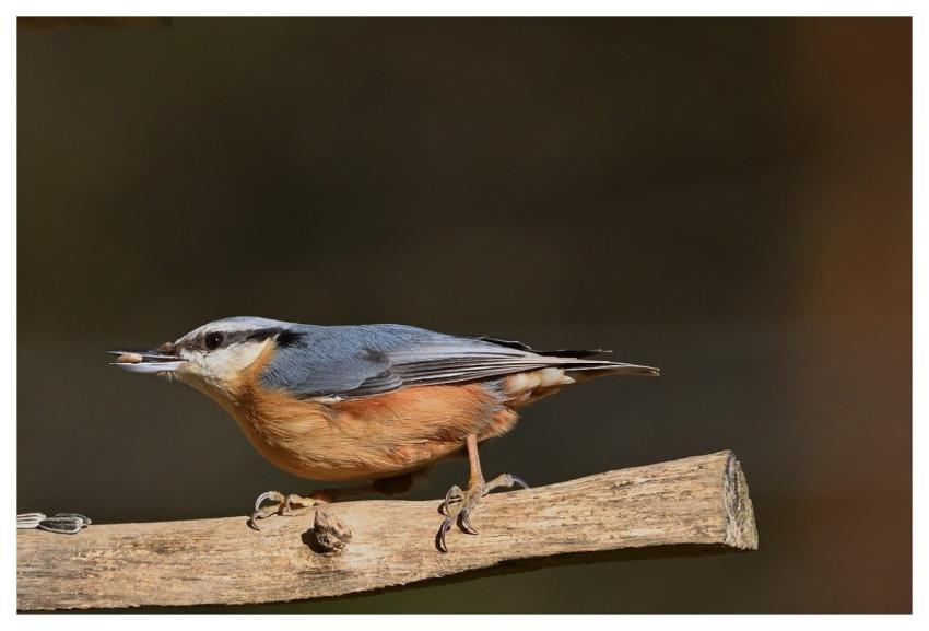 Nuthatch Bird Nature Wildlife