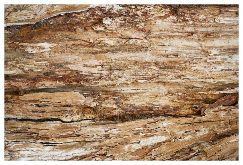 Abstract Texture Tree Macro