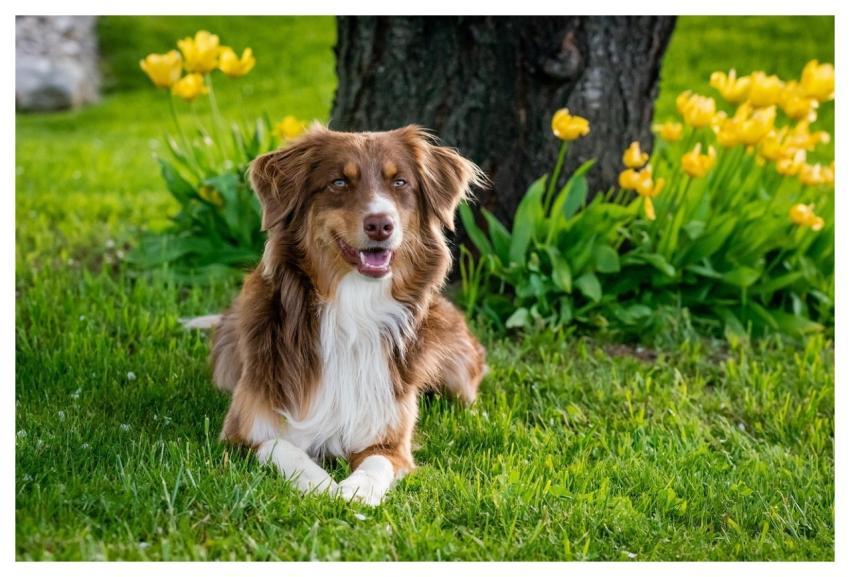 Australian Shepherd Dog Domestic Animal Animal