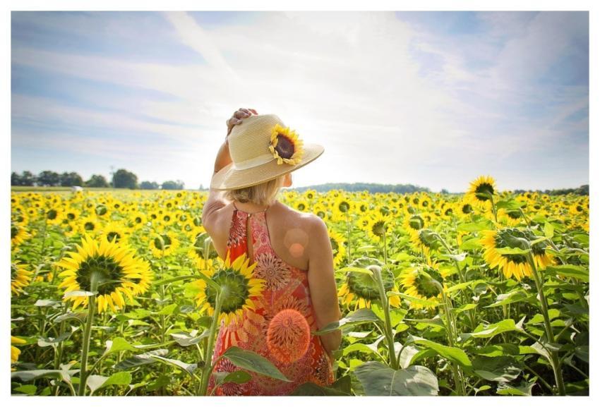 Woman Sunflowers Nature Field