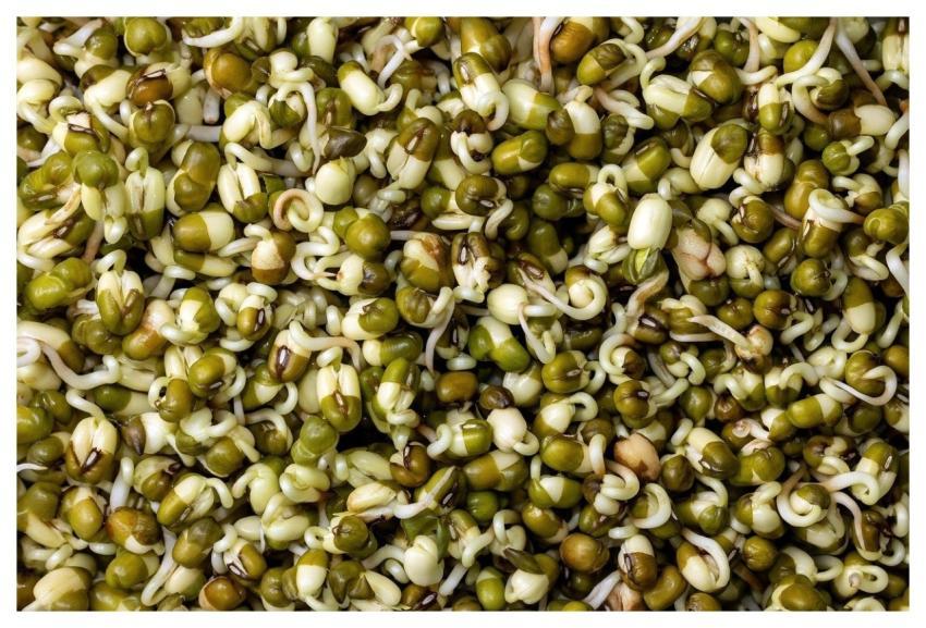 Sprouts Germination Mung Beans Seedlings