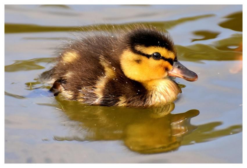 Duckling Bird Animal Swim