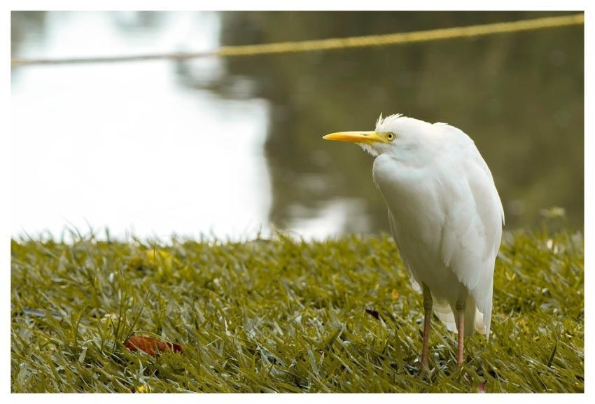 Bird Pens Nature Ecological