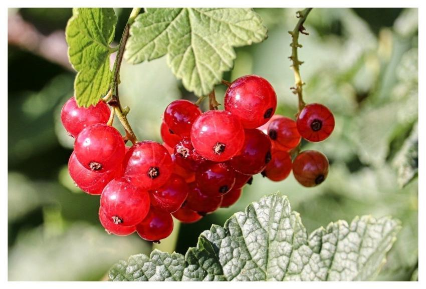 Currants Berry Fruit Nature