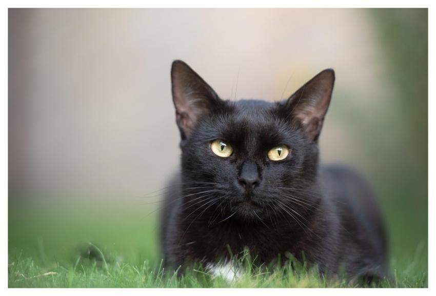 Cat Pet Feline Black Cat