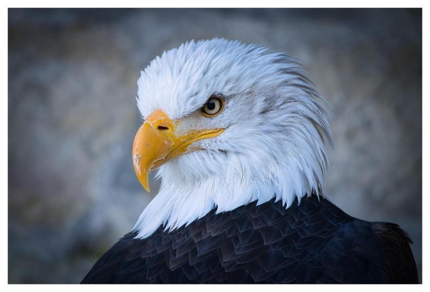 Eagle Head Birds Of Prey Eagle Head