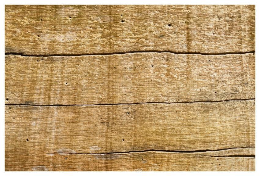 Wood Tree Nature Texture