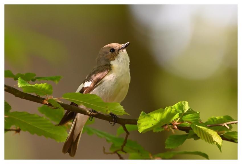 Pied Flycatcher Sunrise Songbird Tree