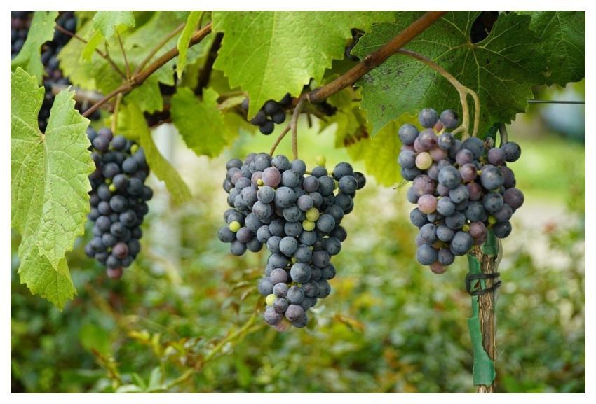 Grapes Blue Grapes Wine Vinery