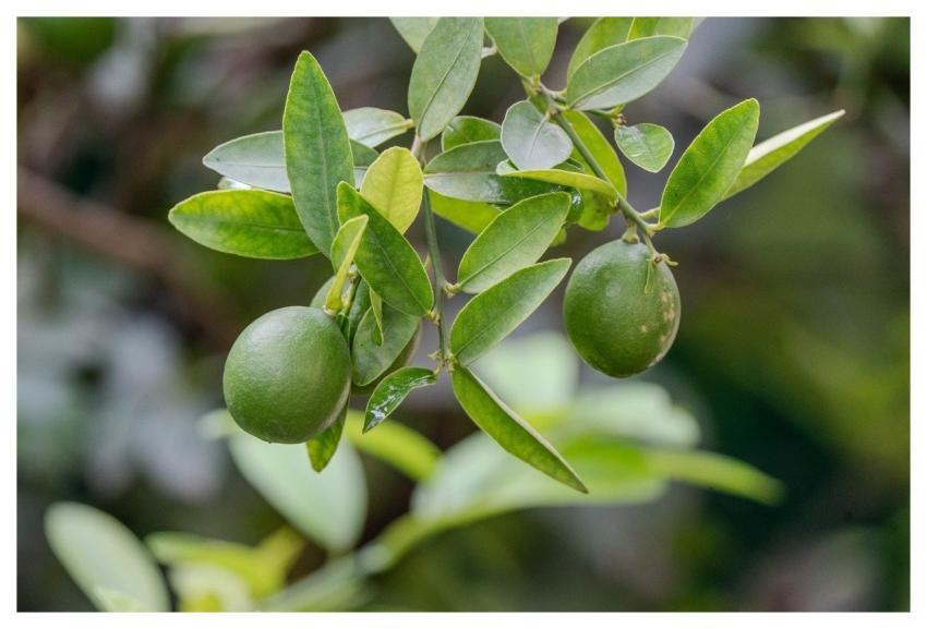 Lemon Fruit Lemon Fruit Lemonade