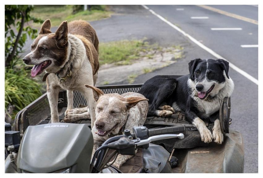 Dogs Pets Animals Vehicle