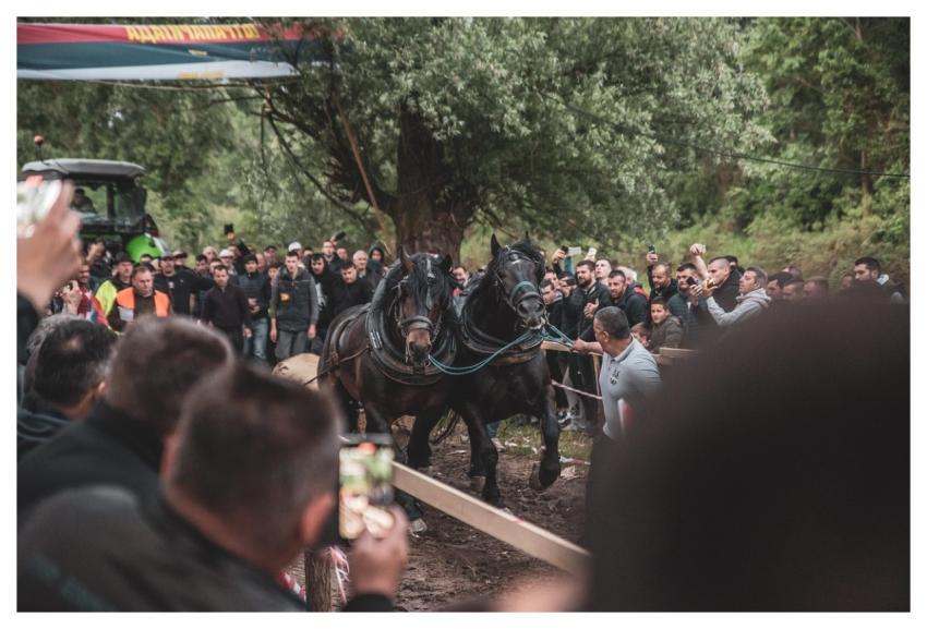 Horses Nature Sport Competition